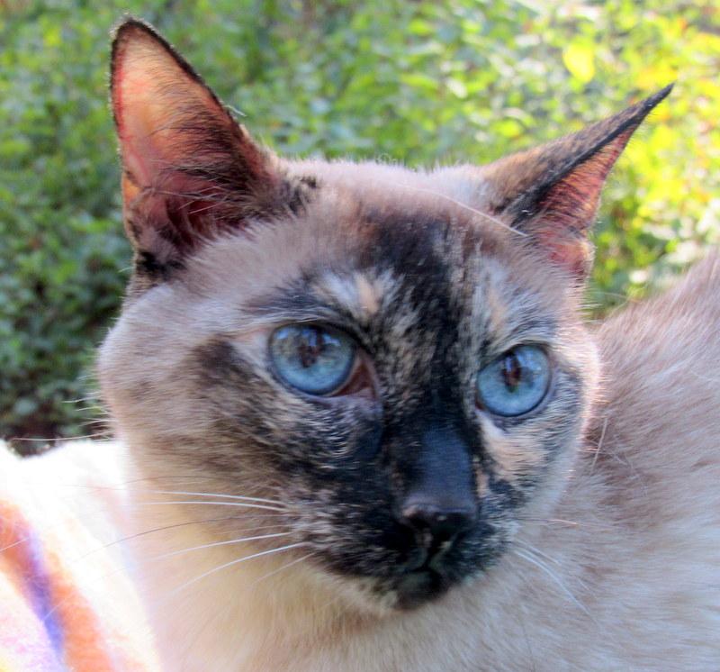 Sapphire