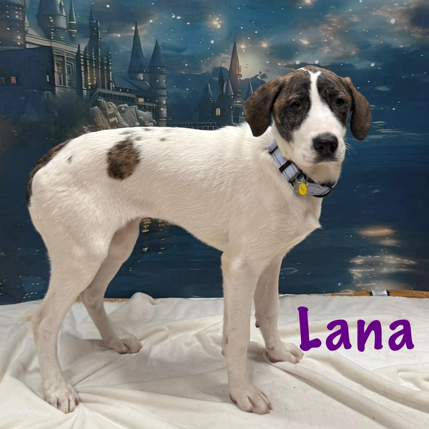 Enlarge Lana, an adopted mixed breed in Albany, NY image 1/4