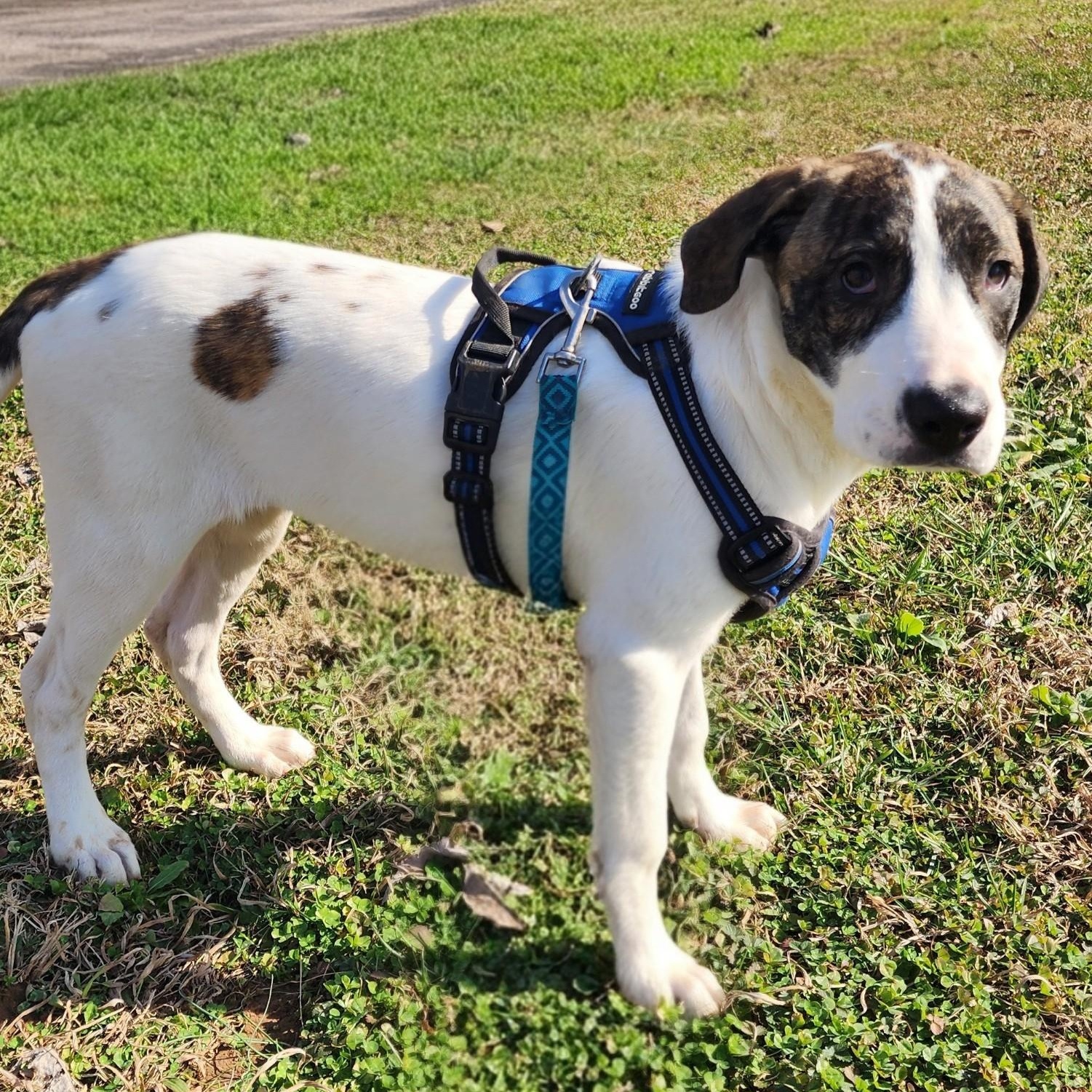 Enlarge Lana, an adopted mixed breed in Albany, NY image 2/4
