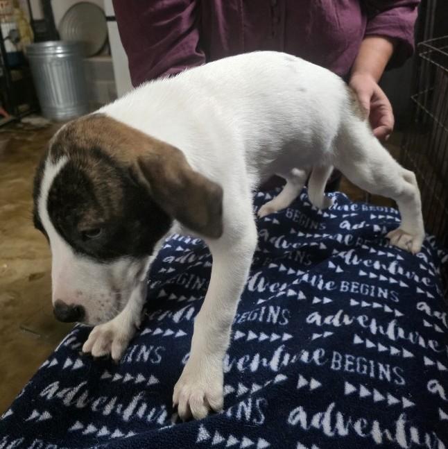 Enlarge Lana, an adopted mixed breed in Albany, NY image 3/4