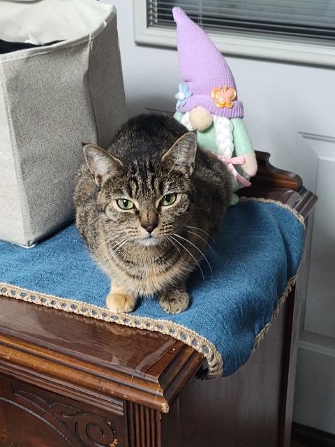 Enlarge Jooles, a Adoptable mixed breed in Pawtucket, RI image 2/3