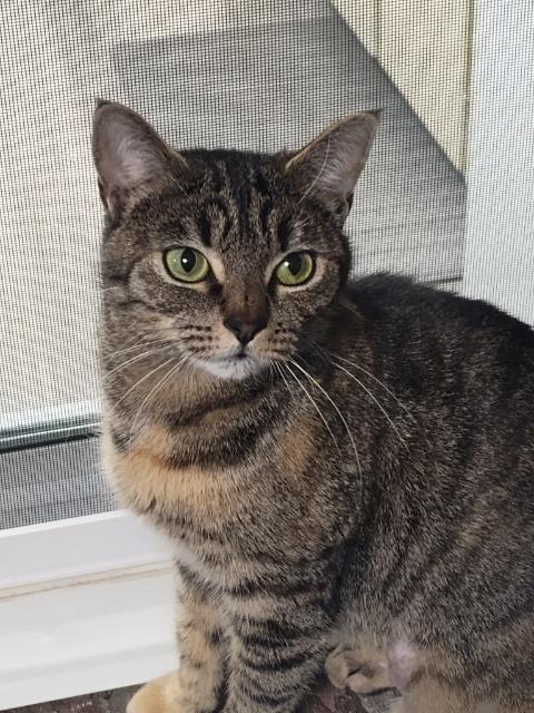 Enlarge Jooles, a Adoptable mixed breed in Pawtucket, RI image 3/3