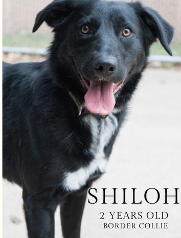 Enlarge Shiloh, a Adoptable mixed breed in Little Falls, MN image 1/1