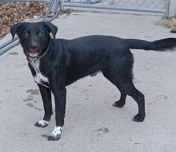 Shiloh, Adoptable, Adult Male Border Collie & Black Labrador Retriever.