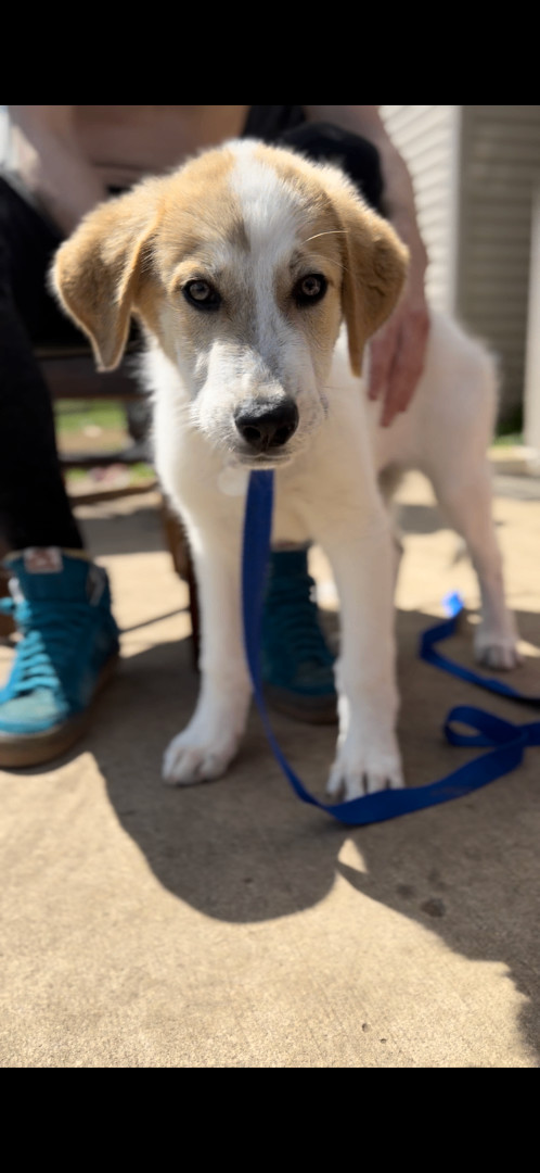 Archie, Adopted, Puppy Male Great Pyrenees.