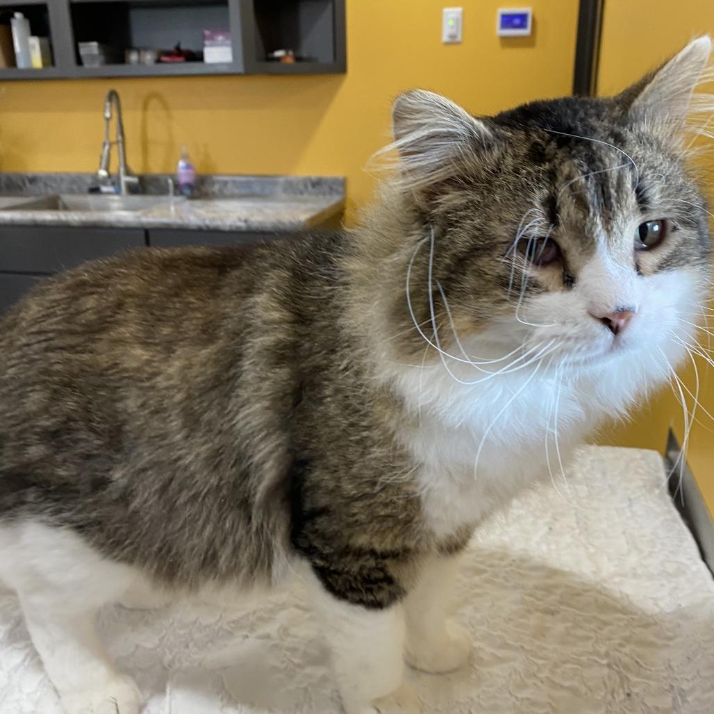 Apollo, Adoptable, Adult Male Domestic Long Hair.