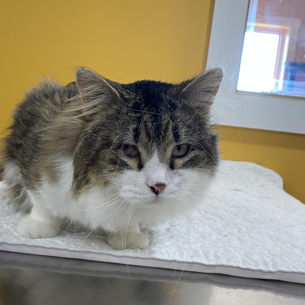 Enlarge Apollo, a Adoptable Domestic Long Hair in Wadena, MN image 2/3