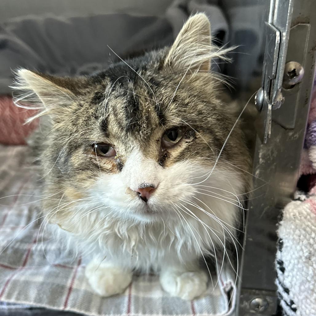 Enlarge Apollo, a Adoptable Domestic Long Hair in Wadena, MN image 3/3