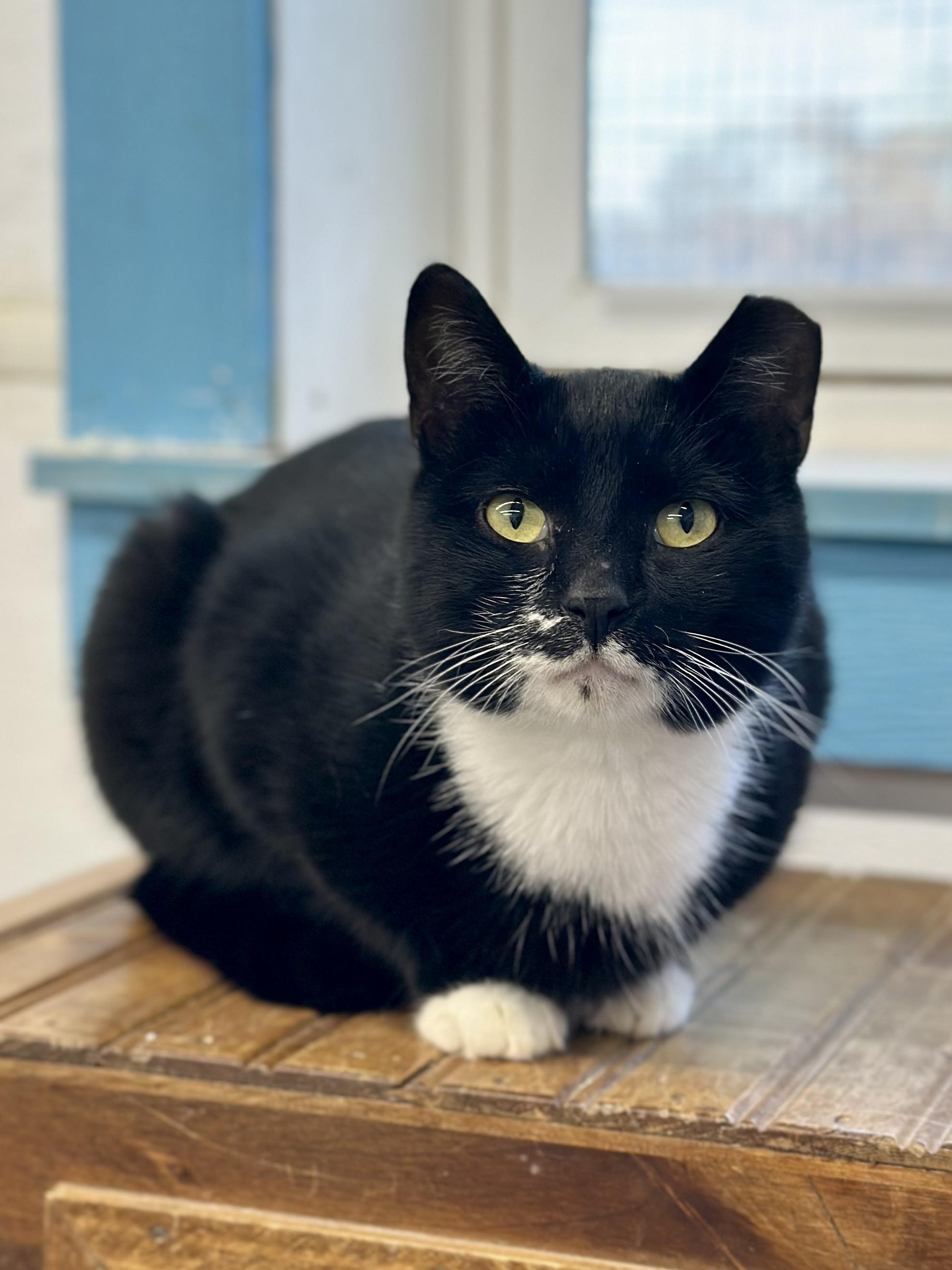 Enlarge Boss Man, a ADOPTABLE Domestic Short Hair in Faribault, MN image 2/6