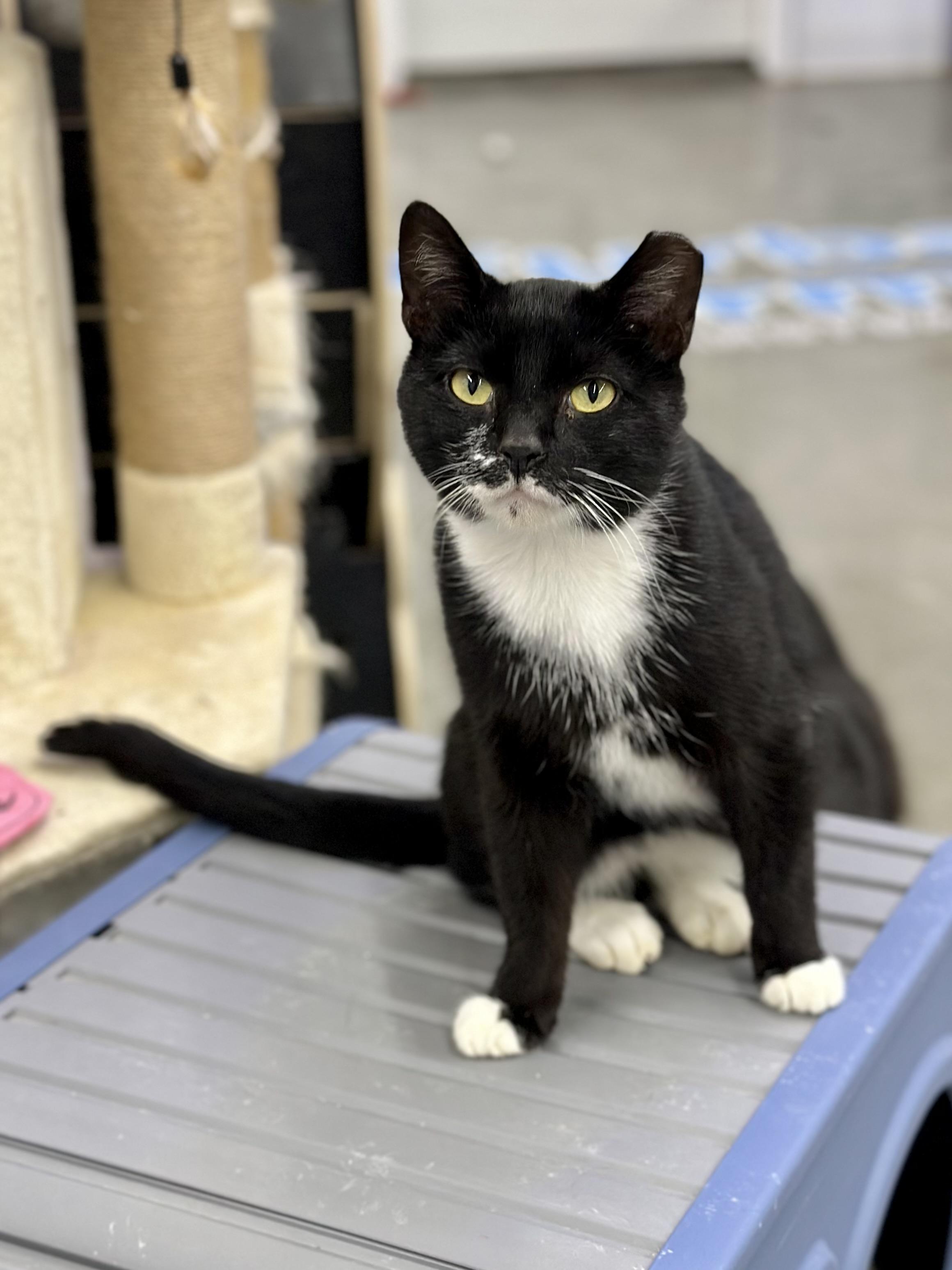 Boss Man, ADOPTABLE, Adult Male Domestic Short Hair.