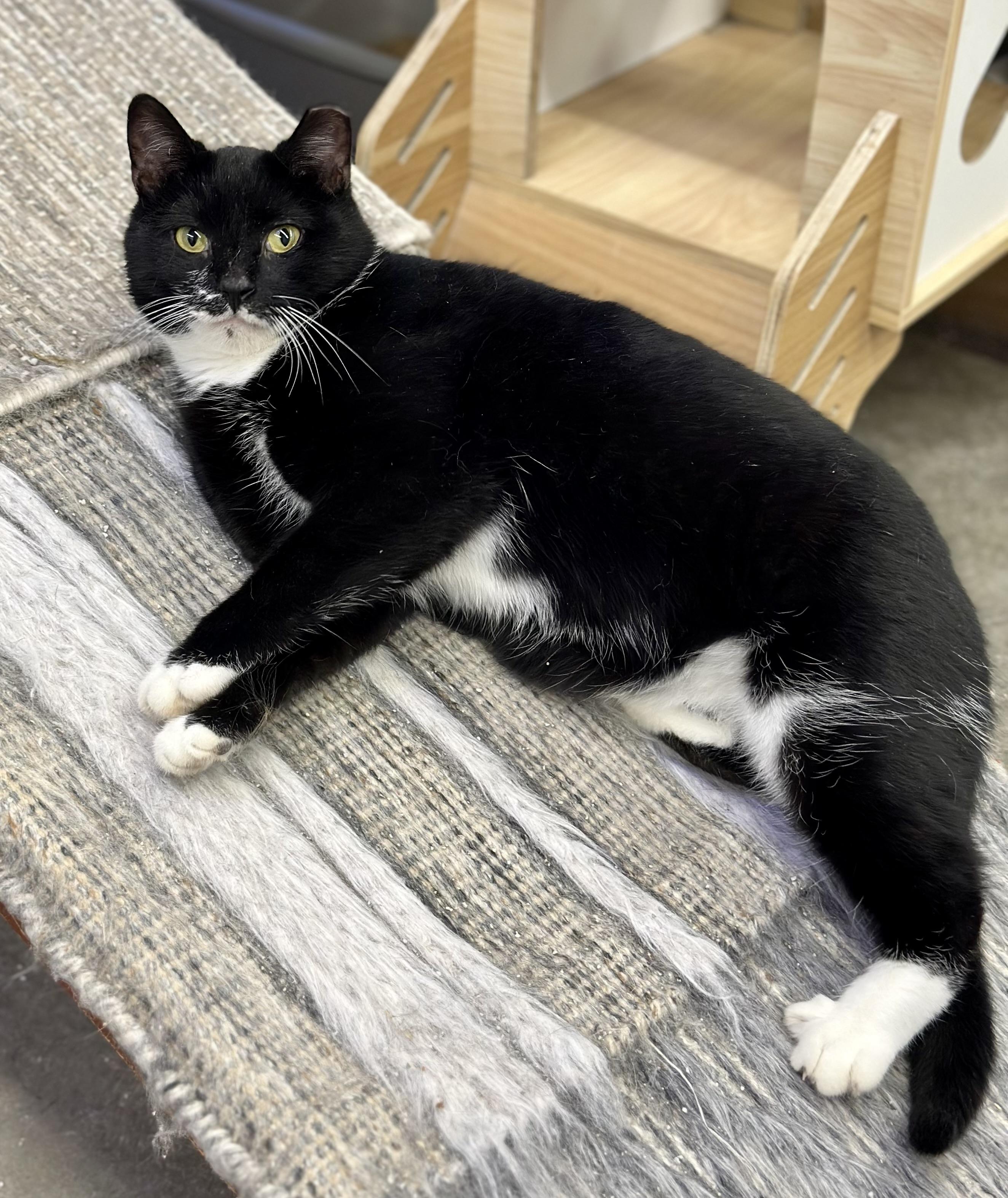 Enlarge Boss Man, a ADOPTABLE Domestic Short Hair in Faribault, MN image 3/6