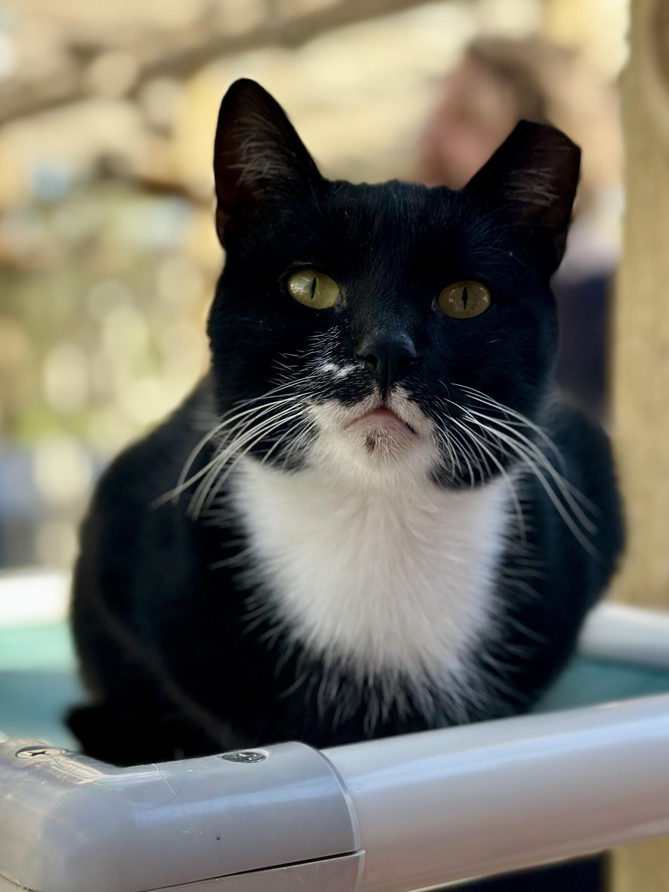 Enlarge Boss Man, a ADOPTABLE Domestic Short Hair in Faribault, MN image 6/6