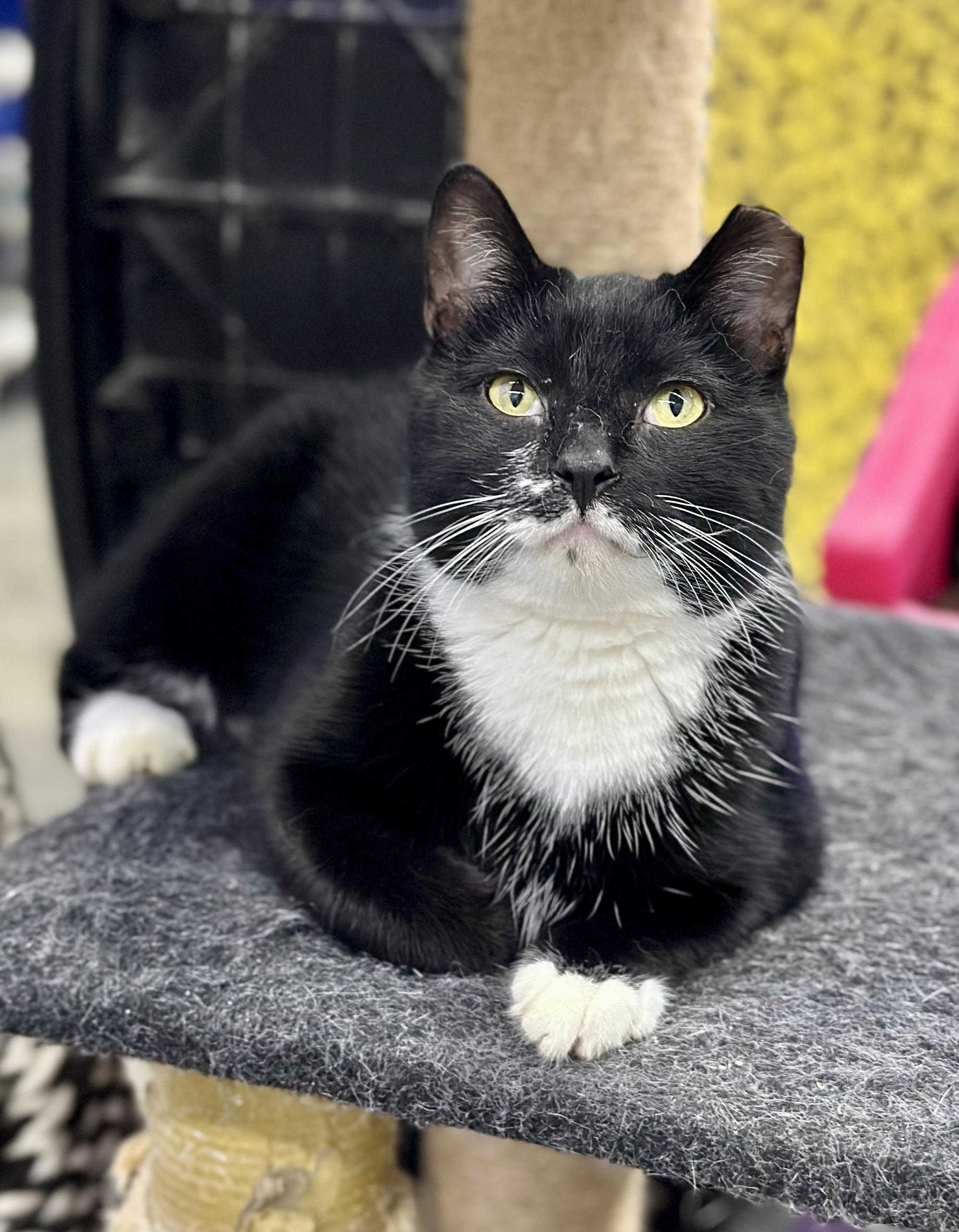 Enlarge Boss Man, a ADOPTABLE Domestic Short Hair in Faribault, MN image 5/6