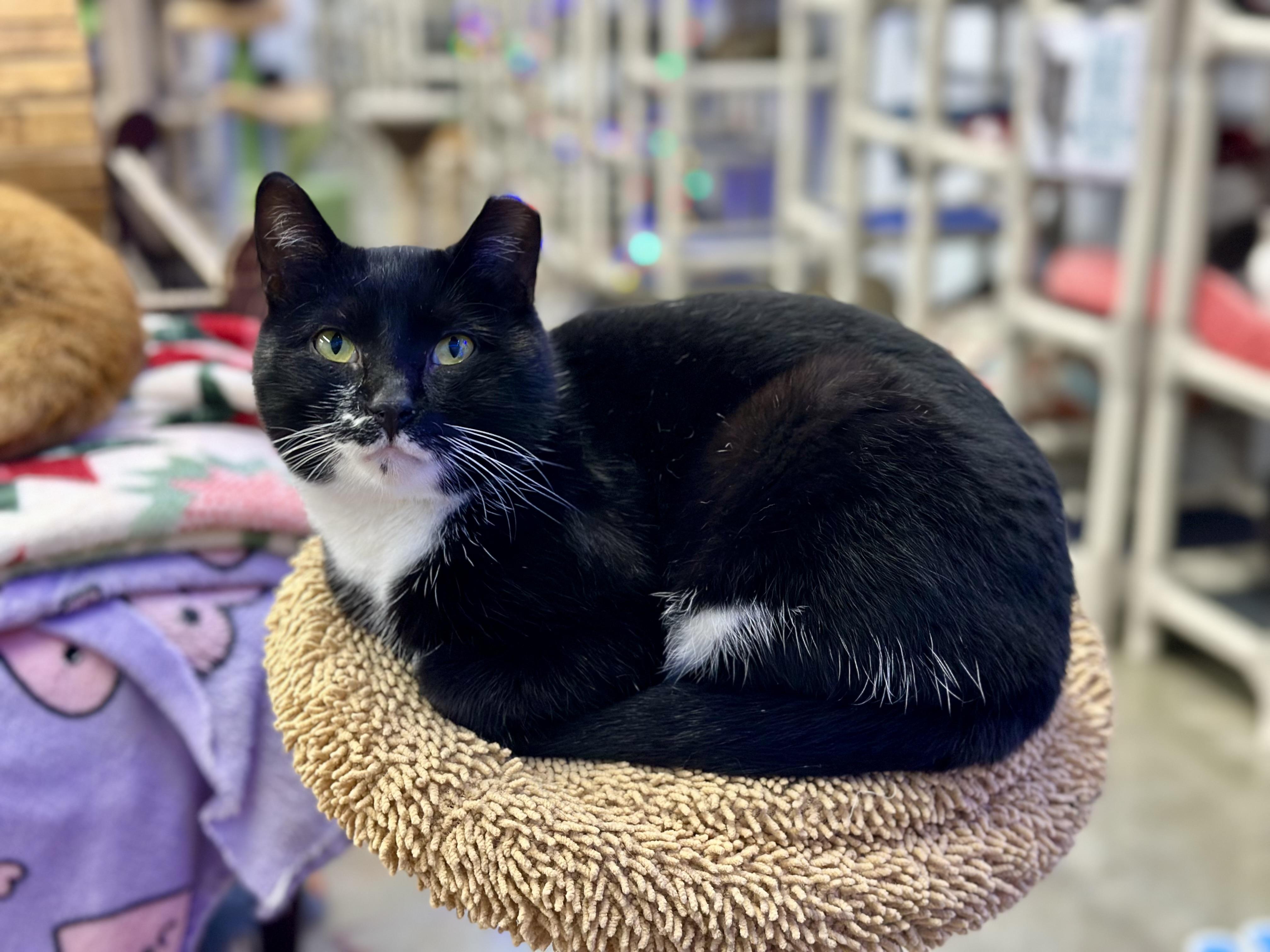 Enlarge Boss Man, a ADOPTABLE Domestic Short Hair in Faribault, MN image 4/6