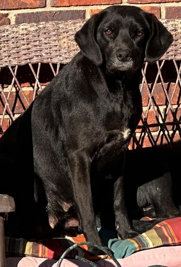 Jinxi, Adoptable, Adult Female Mixed Breed.