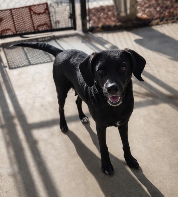 Enlarge Jinxi, a Adoptable mixed breed in Rome, GA image 2/2