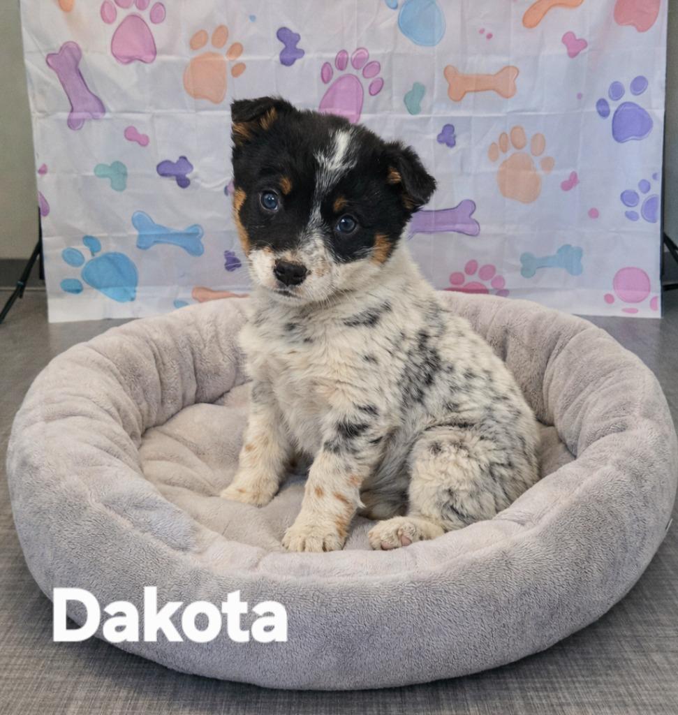 Dakota Yrly 56, a Adopted Cattle Dog in Sidney, OH image 1/2