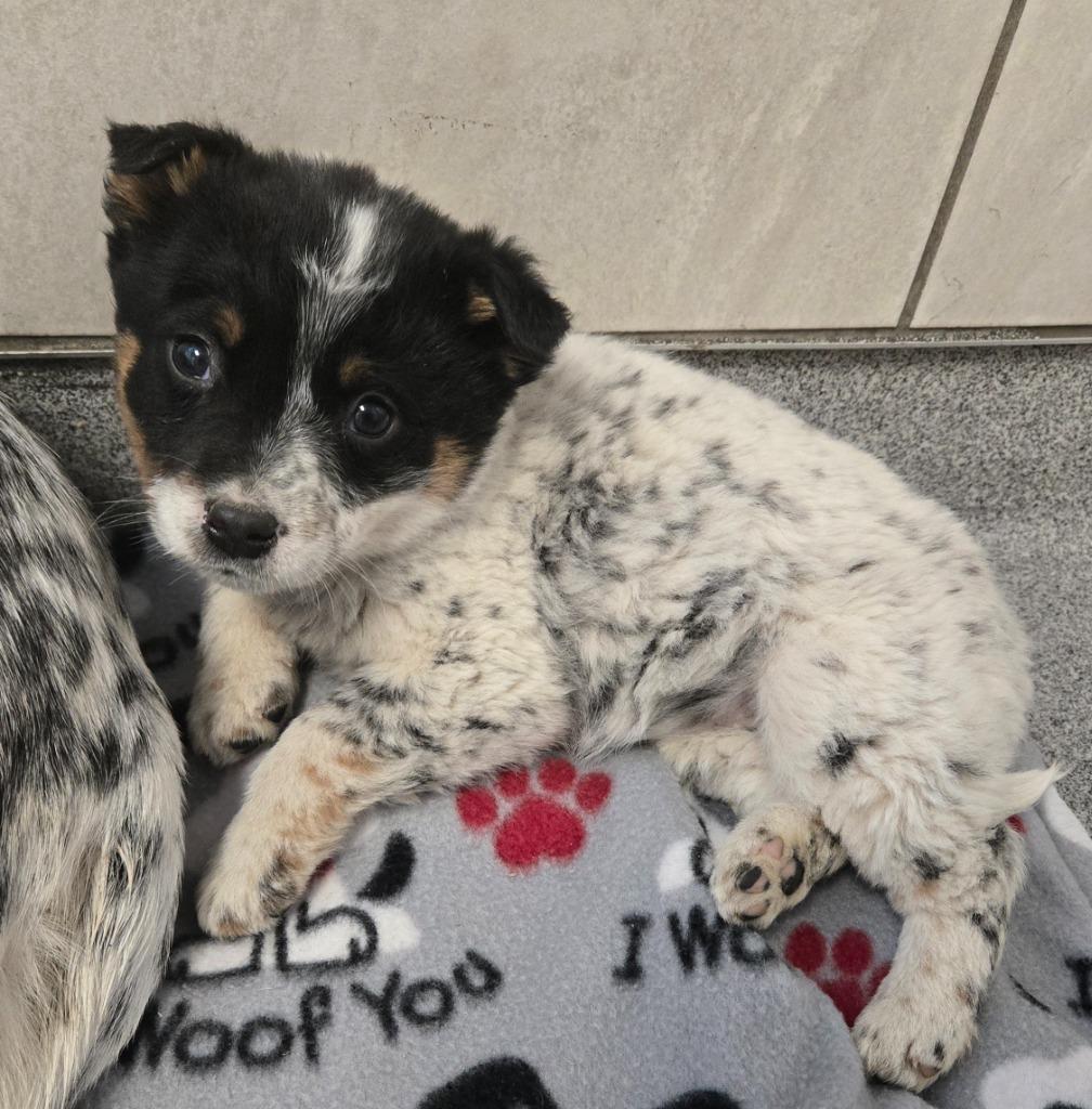 Dakota Yrly 56, a Adopted Cattle Dog in Sidney, OH image 2/2