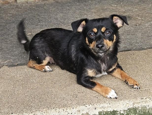 Angel, a ADOPTABLE mixed breed in Longview, WA image 1/3
