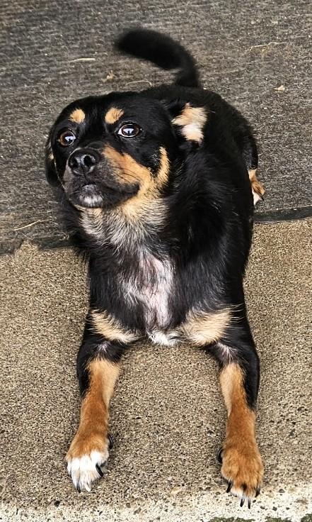 Angel, a ADOPTABLE mixed breed in Longview, WA image 2/3