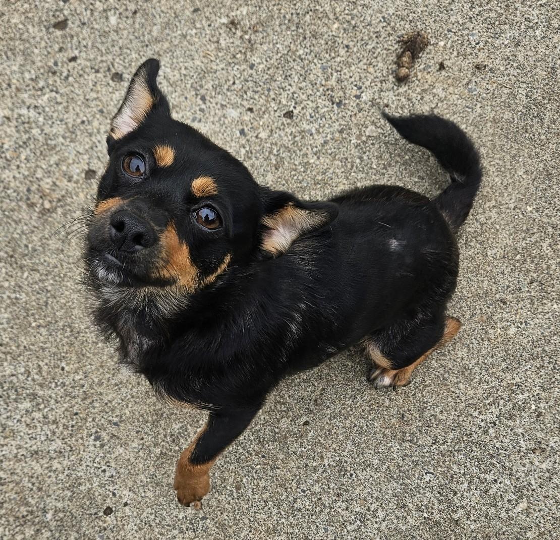 Angel, a ADOPTABLE mixed breed in Longview, WA image 3/3
