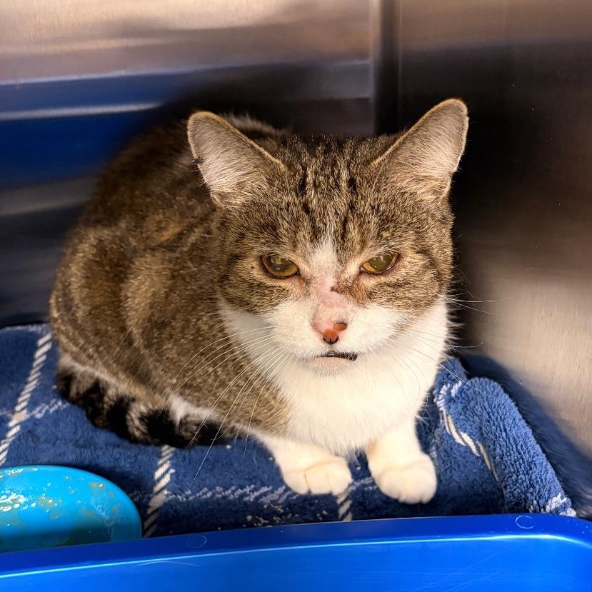 Enlarge Stray 2/16, a Adoptable Domestic Short Hair in Keizer, OR image 1/2