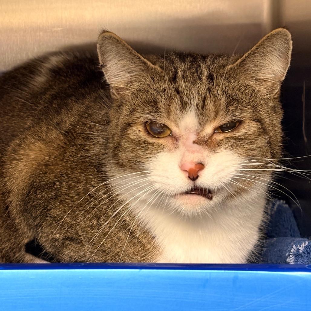 Enlarge Stray 2/16, a Adoptable Domestic Short Hair in Keizer, OR image 2/2