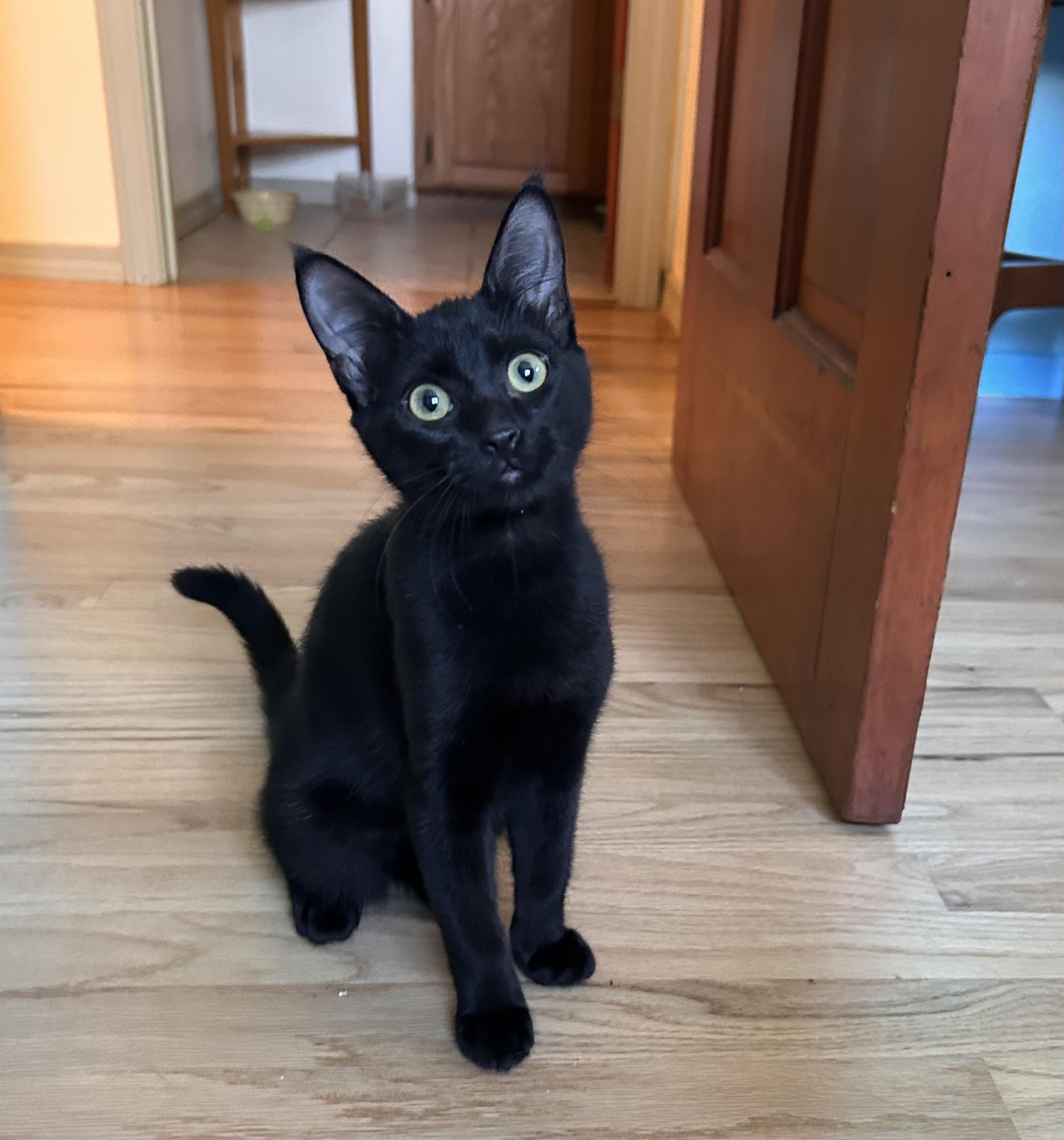 Linda, Adoptable, Kitten Female Domestic Short Hair.