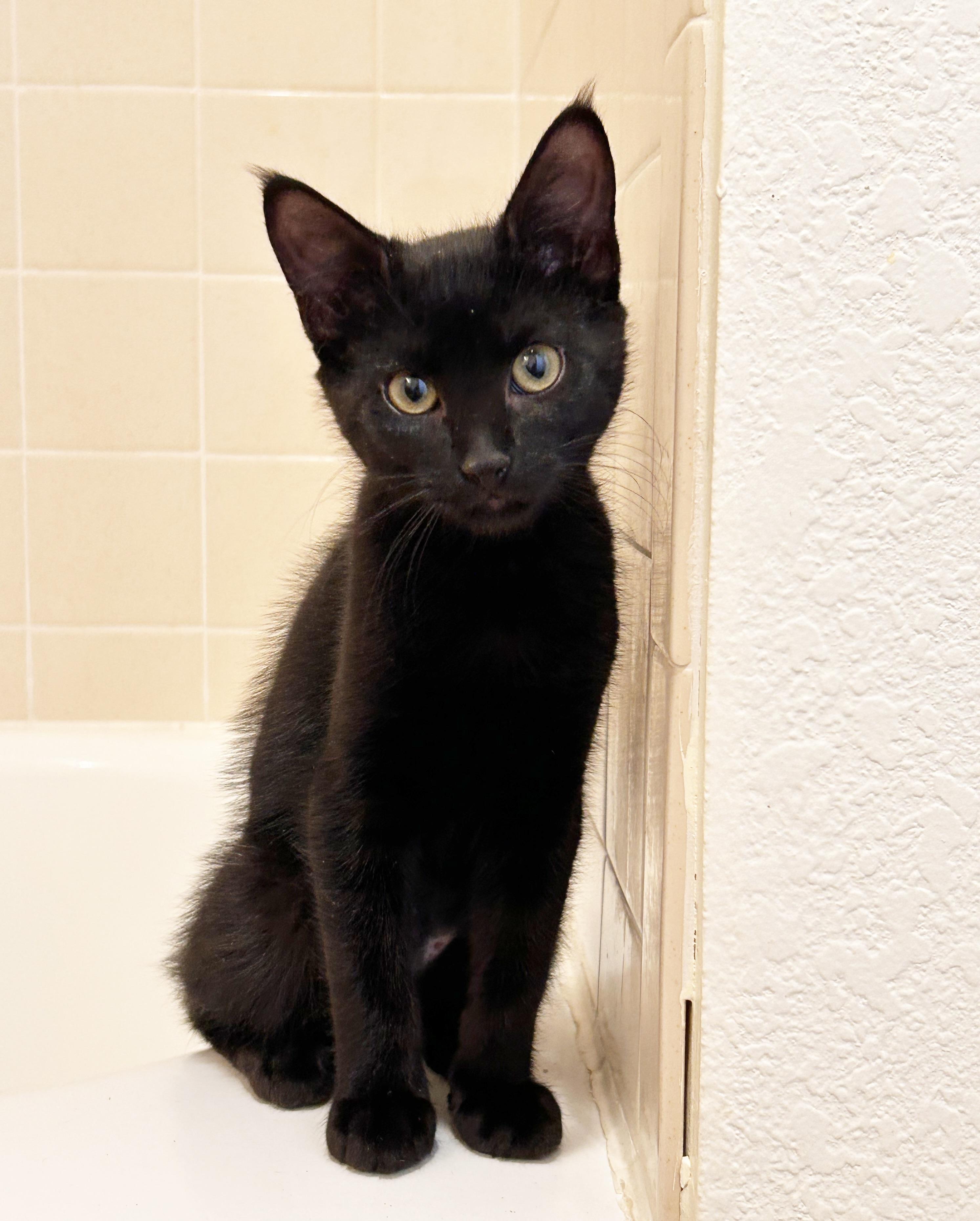Enlarge Linda, a Adoptable mixed breed in Durango, CO image 4/6