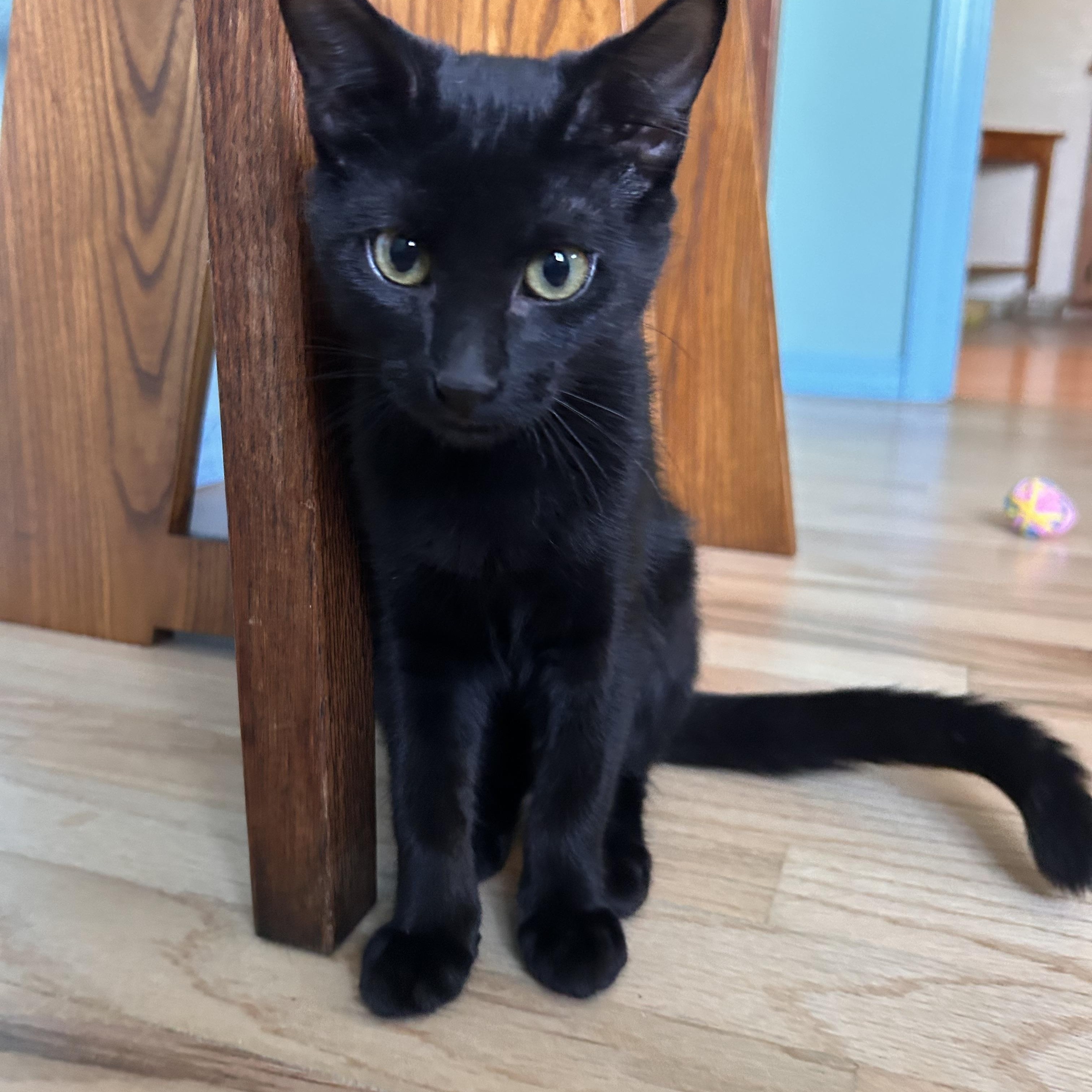 Enlarge Linda, a Adoptable mixed breed in Durango, CO image 5/6