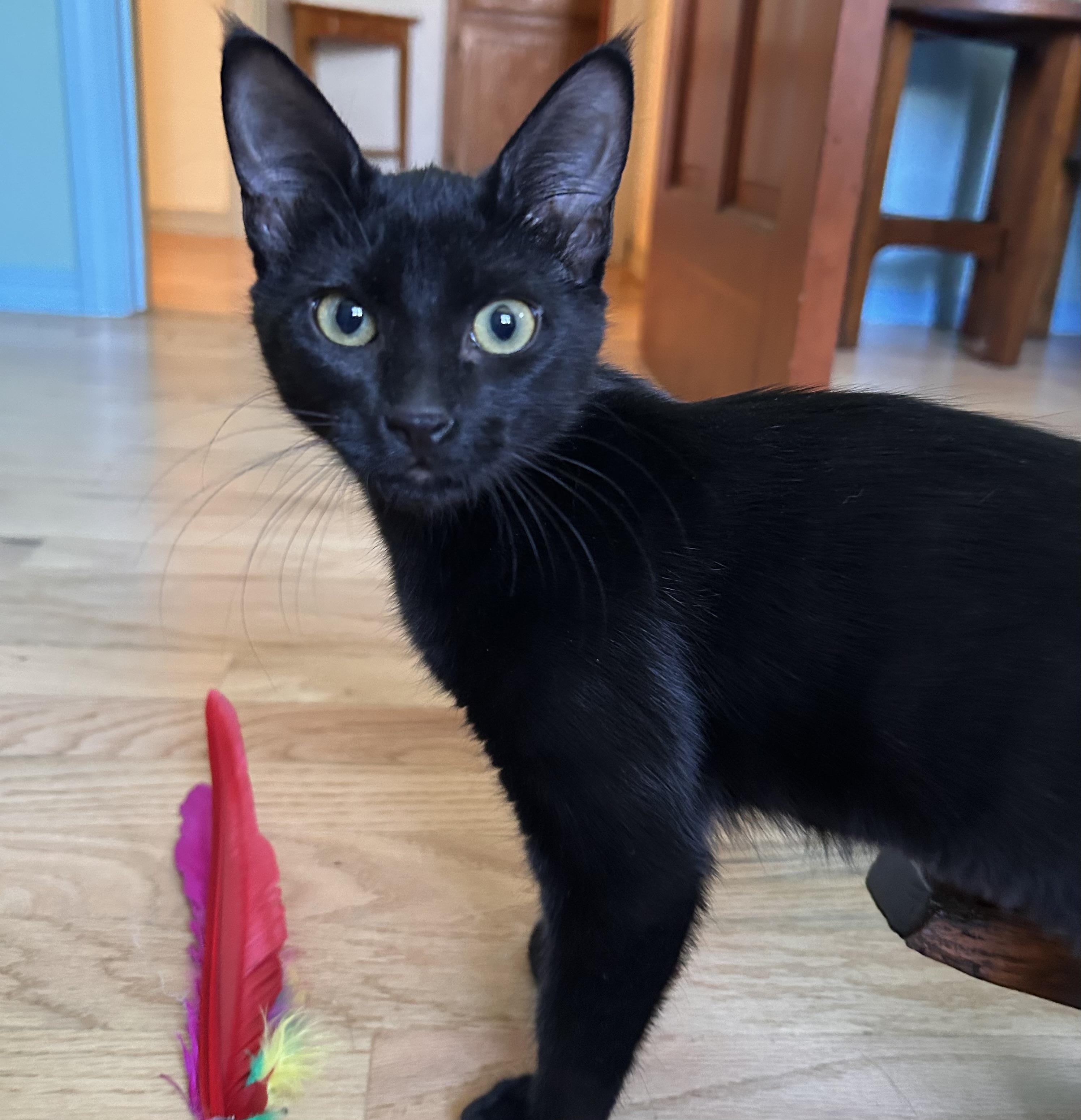 Enlarge Linda, a Adoptable mixed breed in Durango, CO image 2/6