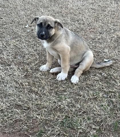 Enlarge Mimi 51531, a ADOPTABLE Mixed Breed in Oklahoma City, OK image 1/1