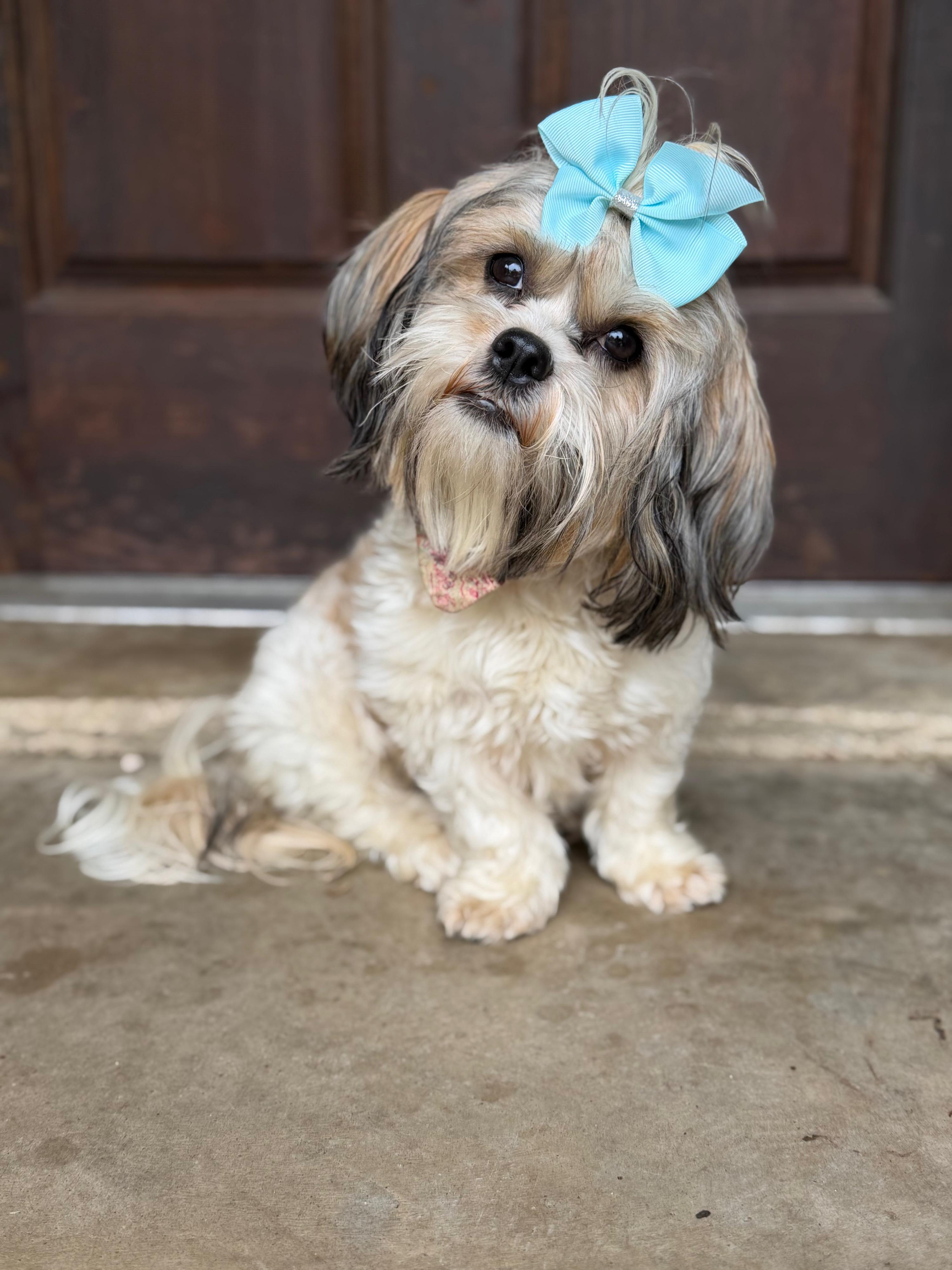 Enlarge Ellie Jay, an adopted Shih Tzu in Mendham, NJ image 5/5