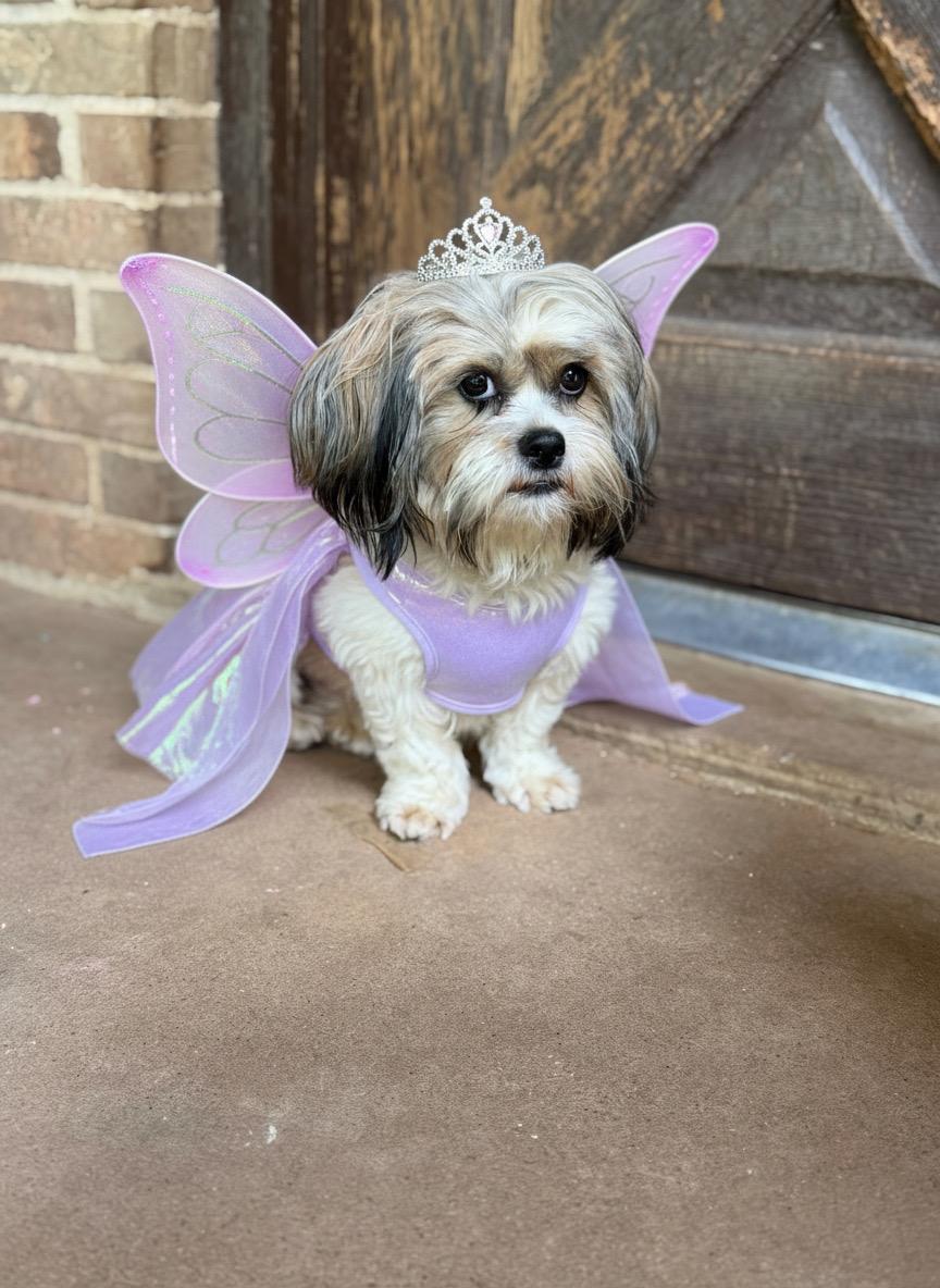 Enlarge Ellie Jay, an adopted Shih Tzu in Mendham, NJ image 3/5