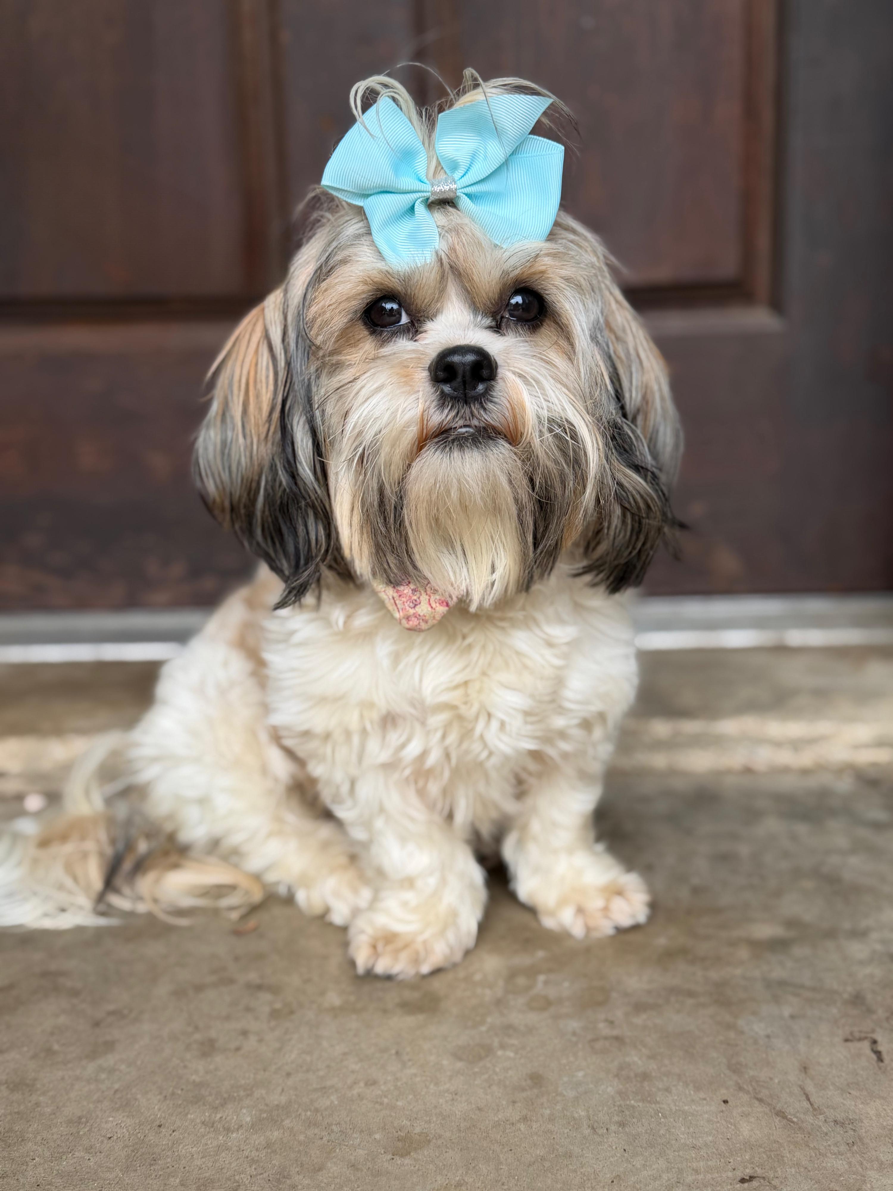 Ellie Jay, adopted, Adult Female Shih Tzu.
