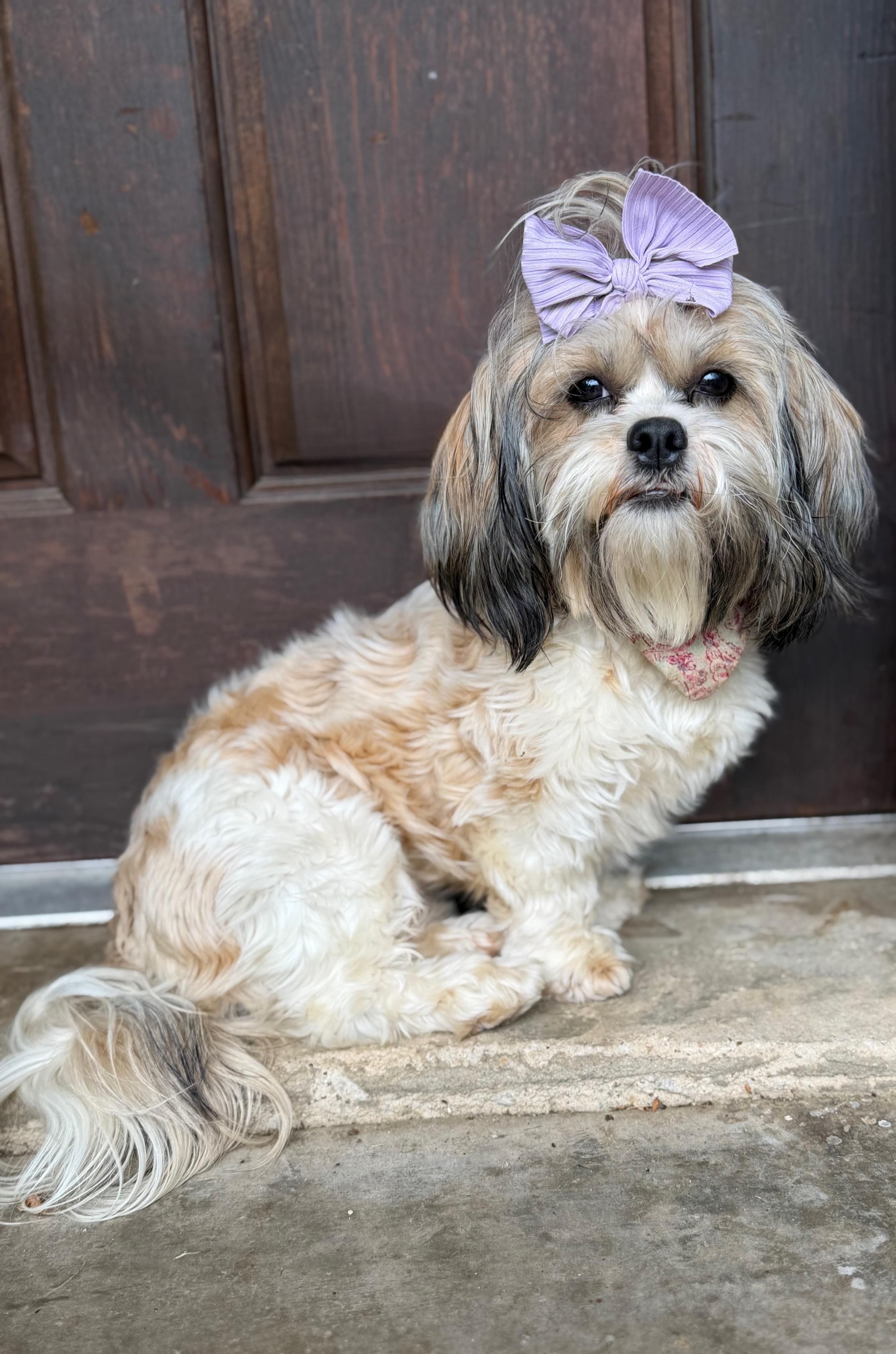 Enlarge Ellie Jay, an adopted Shih Tzu in Mendham, NJ image 2/5