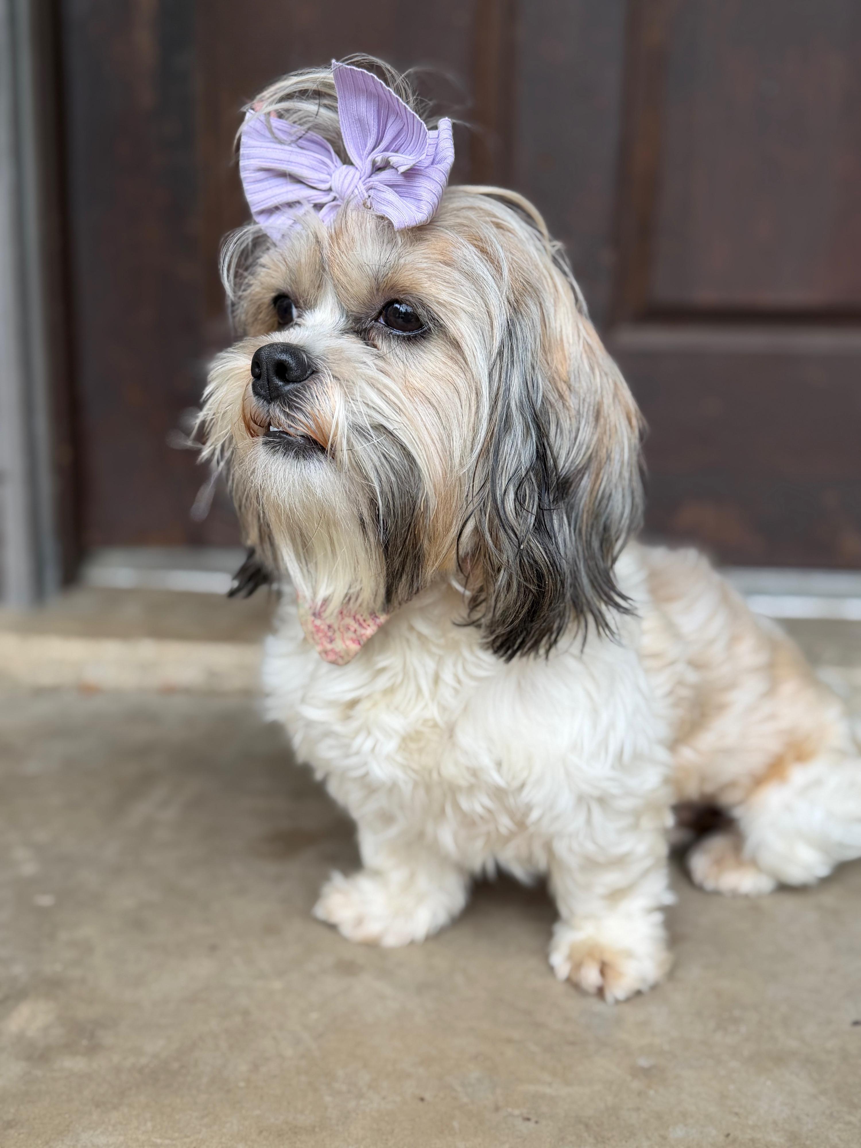 Enlarge Ellie Jay, an adopted Shih Tzu in Mendham, NJ image 4/5