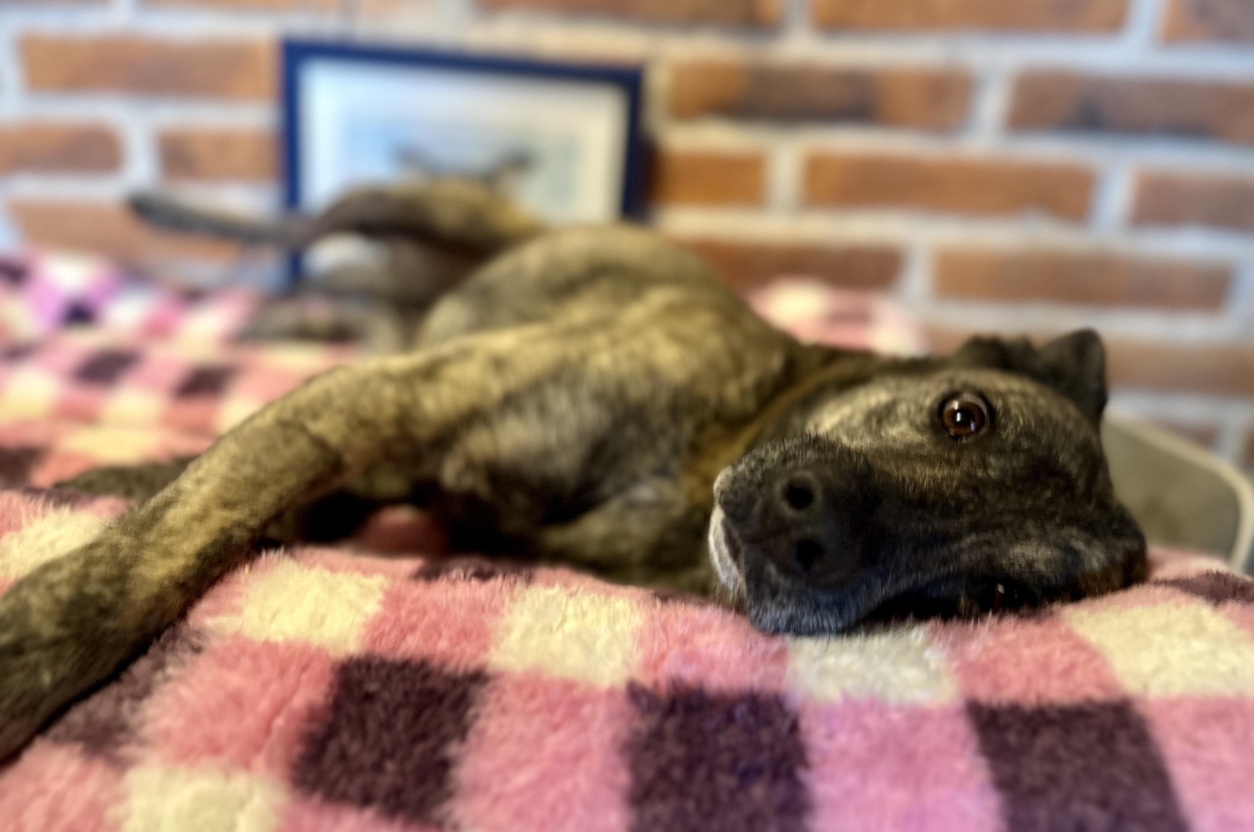 Stormie, a Adoptable Mixed Breed in Encino, CA image 2/6