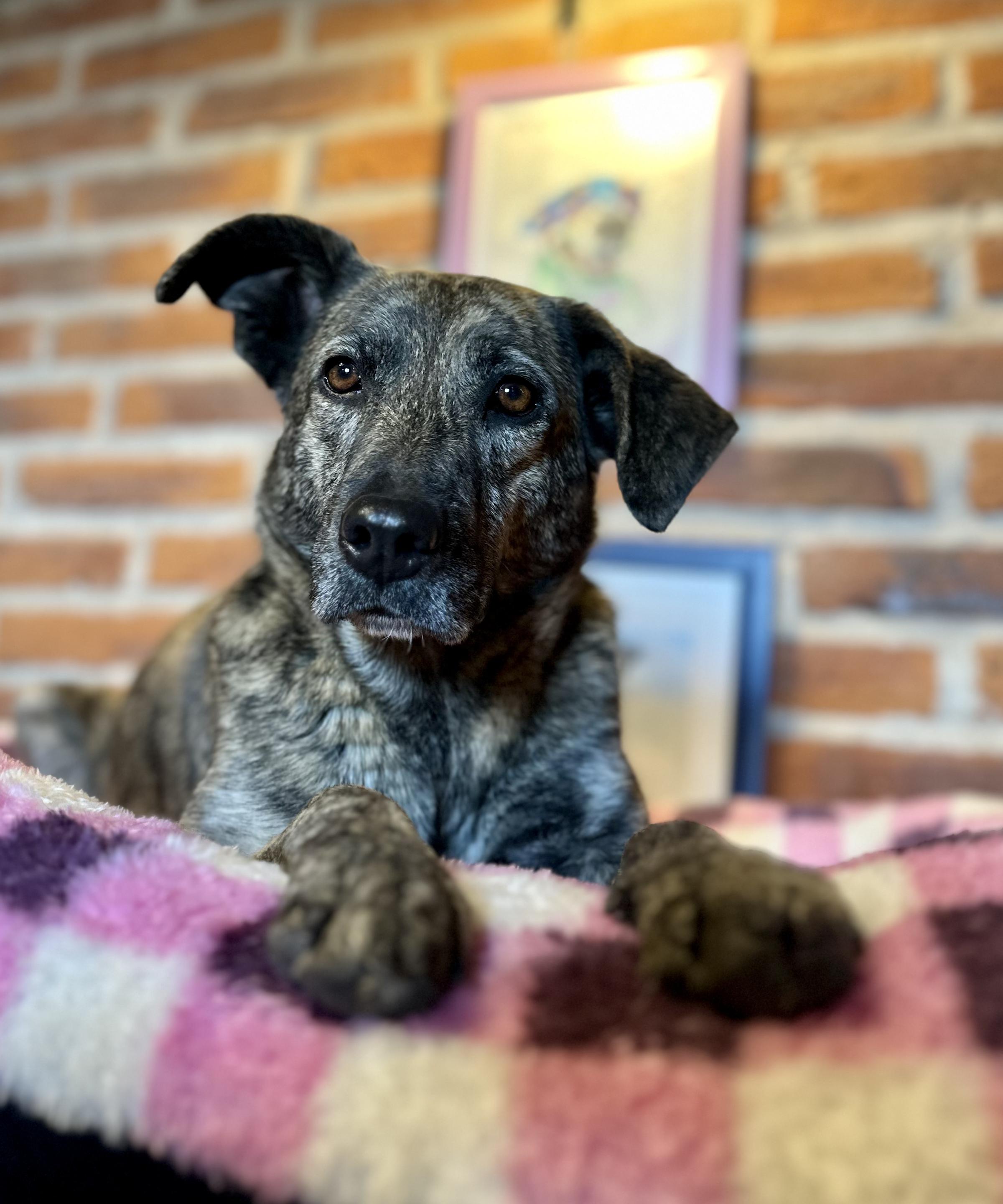 Stormie, a Adoptable Mixed Breed in Encino, CA image 1/6