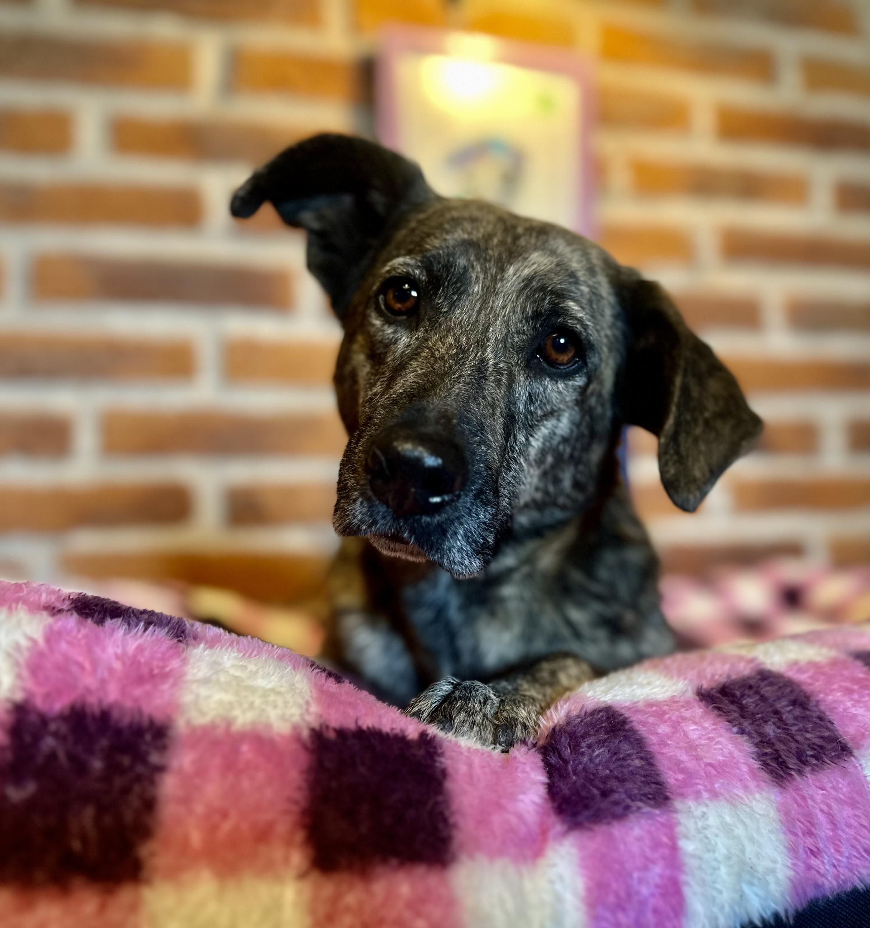 Stormie, a Adoptable Mixed Breed in Encino, CA image 4/6