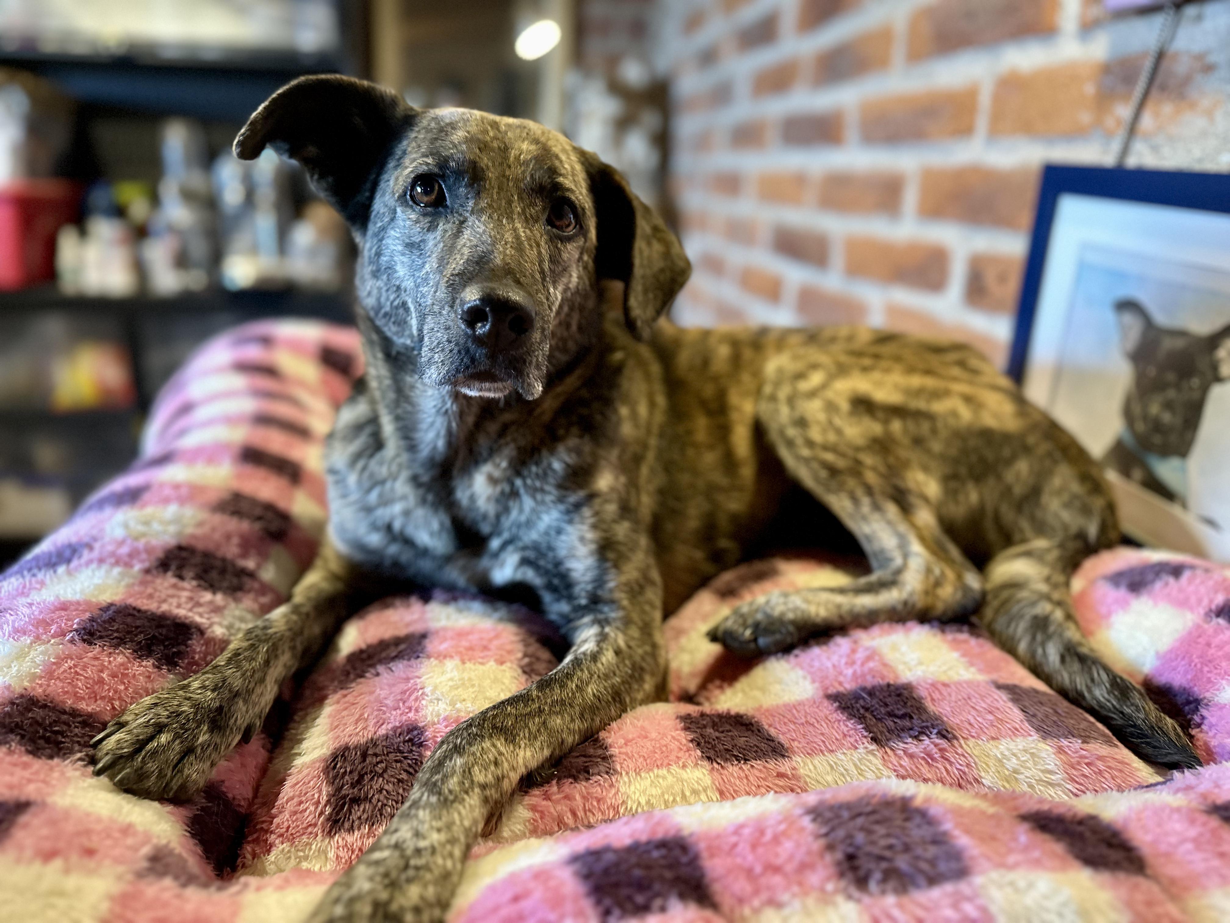 Stormie, a Adoptable Mixed Breed in Encino, CA image 5/6