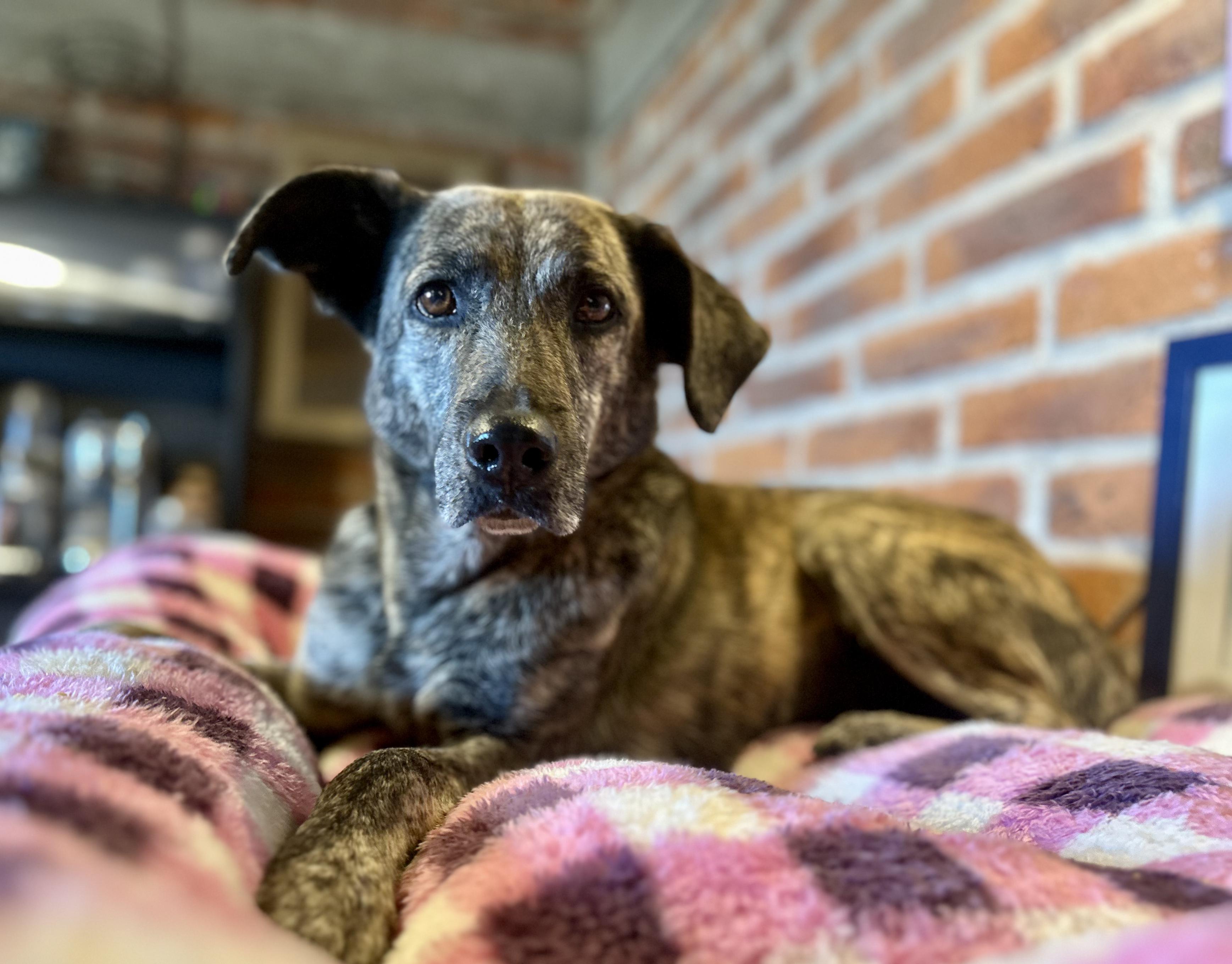 Stormie, a Adoptable Mixed Breed in Encino, CA image 3/6