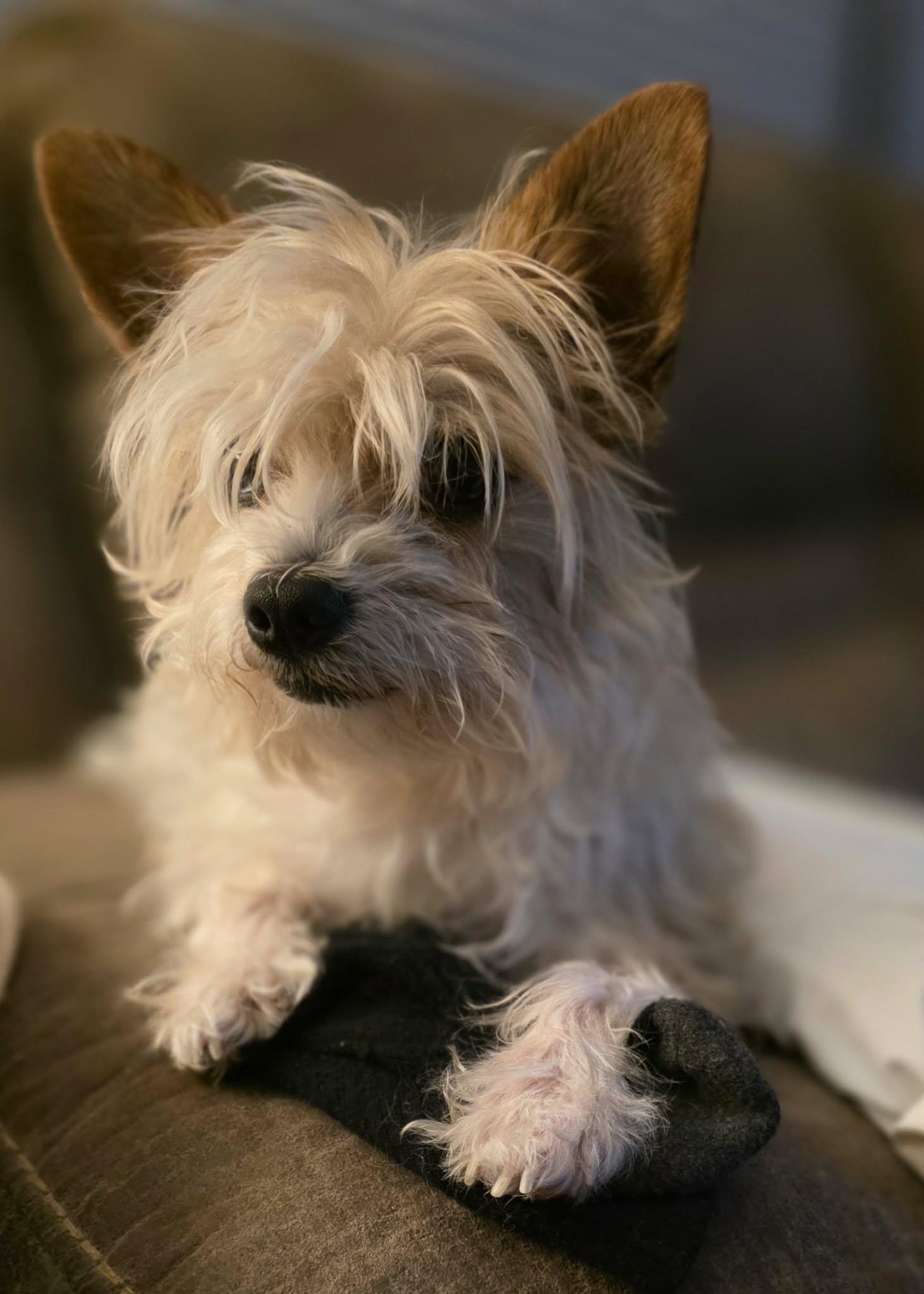 Enlarge Bentley, a Adoptable Yorkshire Terrier in Anderson, SC image 3/3