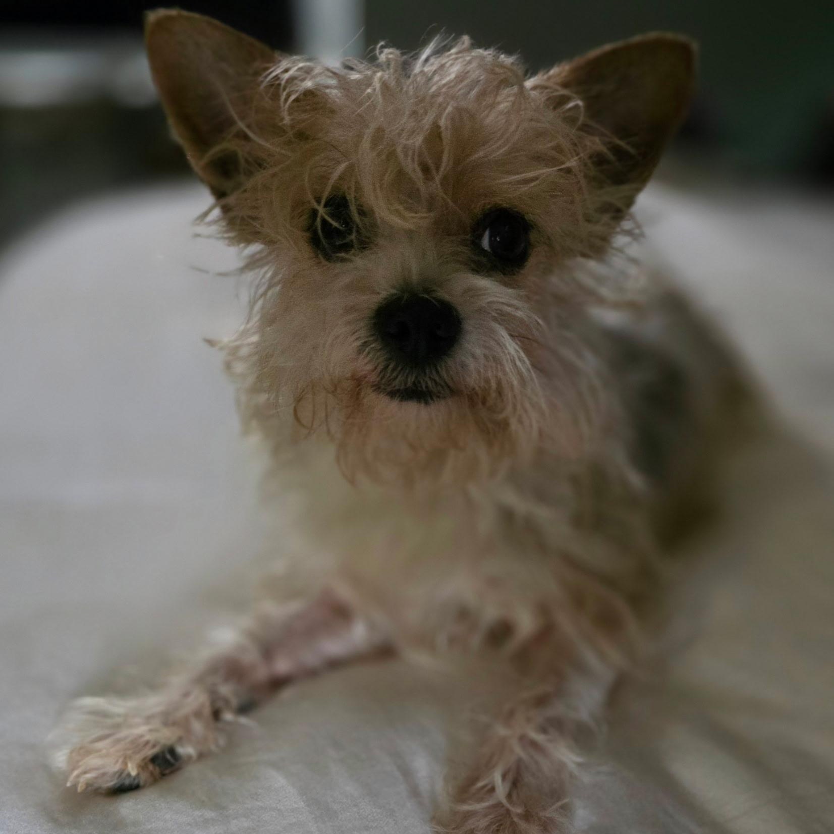 Enlarge Bentley, a Adoptable Yorkshire Terrier in Anderson, SC image 2/3