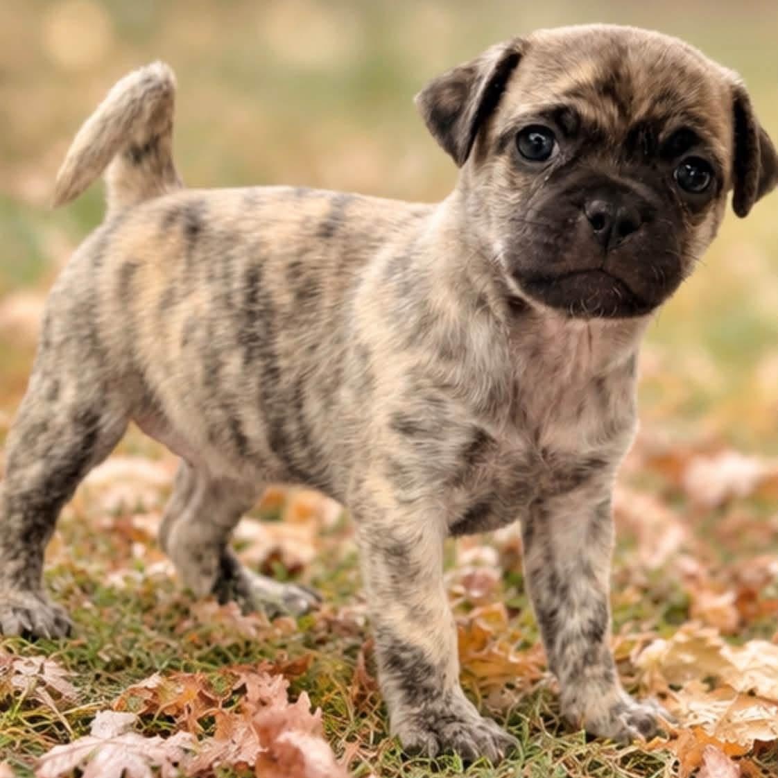 Enlarge Patsy, a Adoptable mixed breed in Rockwall, TX image 1/3