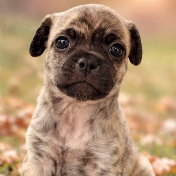 Enlarge Patsy, a Adoptable mixed breed in Rockwall, TX image 2/3