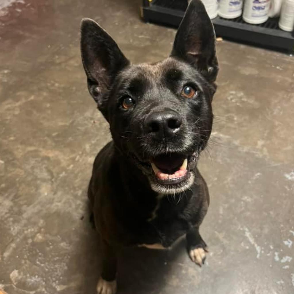 Madison, Adoptable, Senior Female Mixed Breed.