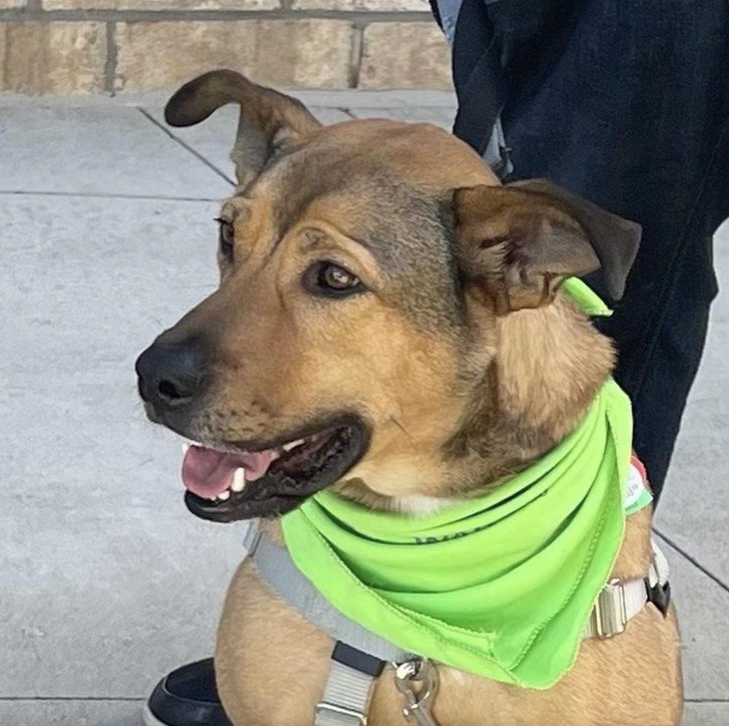 Beckham, a Adoptable mixed breed in Hillsborough , NC image 1/3