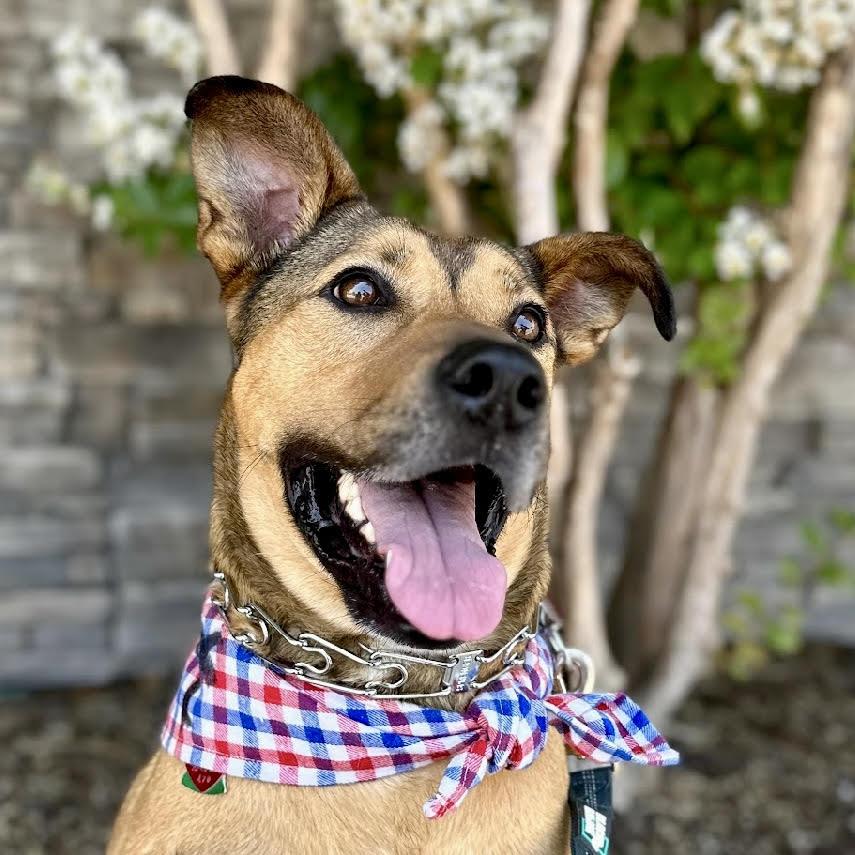 Beckham, a Adoptable mixed breed in Hillsborough , NC image 2/3