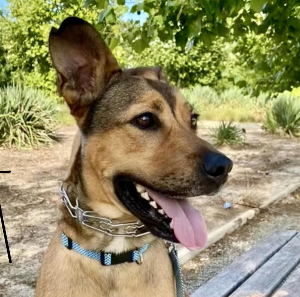 Beckham, a Adoptable mixed breed in Hillsborough , NC image 3/3